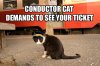 conductorcat.jpg