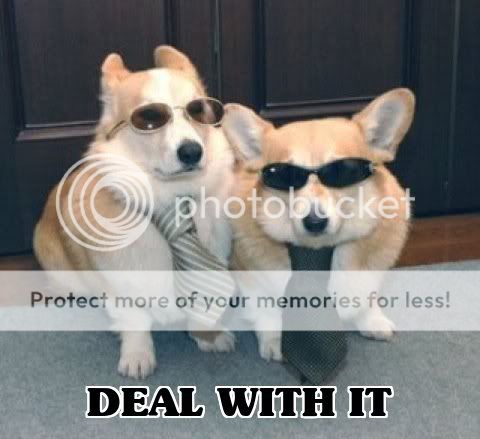 dealwithitcorgis.jpg